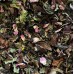 Köp EveningGroove Happy Tea – 12 gram Köp EveningGroove Happy Tea – 12 gram