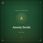 Anesia Seeds Anesia Seeds