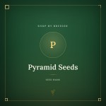 Pyramid Seeds Pyramid Seeds