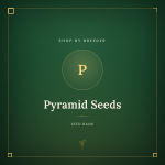 Pyramid Seeds Pyramid Seeds