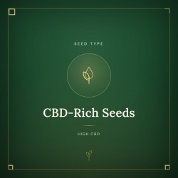 CBD-Rich Seeds