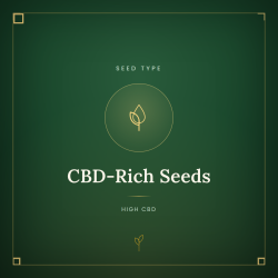 CBD-Rich Seeds