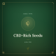 CBD-rige Cannabisfrø CBD-rige Cannabisfrø