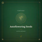 Feminisierte Autoflowering Samen