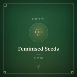 Feminised Seeds