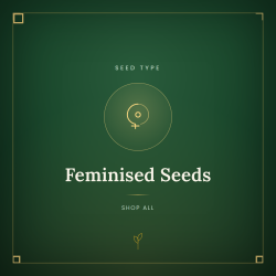 Feminised Seeds