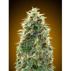 00 Cheese Auto Feminised Seeds 00 Cheese Auto Feminised Seeds