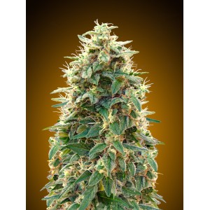 00 Cheese Auto Feminised Seeds 00 Cheese Auto Feminised Seeds