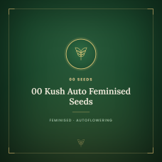 00 Kush Auto Feminised Seeds 00 Kush Auto Feminised Seeds