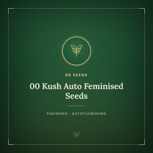 00 Kush Auto Feminised Seeds 00 Kush Auto Feminised Seeds
