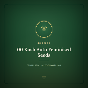 00 Kush Auto Feminised Seeds