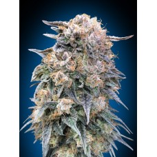 00 Kush FAST Feminised Seeds 00 Kush FAST Feminised Seeds