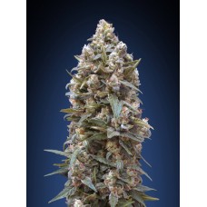 00 Kush Feminised Seeds 00 Kush Feminised Seeds
