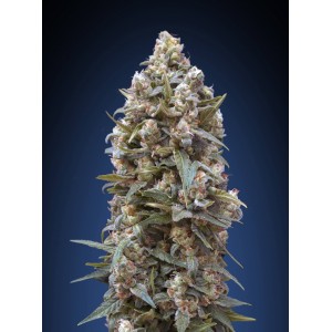 00 Kush Feminised Seeds 00 Kush Feminised Seeds
