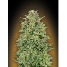 00 Skunk Feminised Seeds 00 Skunk Feminised Seeds