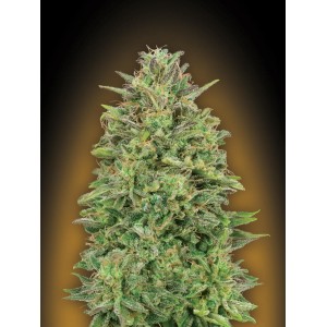 00 Skunk Feminised Seeds