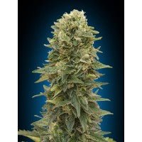 Afghan Mass Auto Feminised Seeds