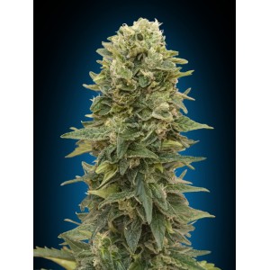 Afghan Mass Auto Feminised Seeds Afghan Mass Auto Feminised Seeds