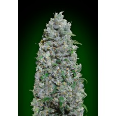 Afghan Mass XXL Auto Feminised Seeds Afghan Mass XXL Auto Feminised Seeds