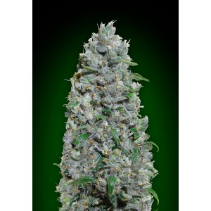 Afghan Mass XXL Auto Feminised Seeds