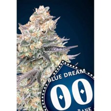 Blue Dream FAST Feminised Seeds Blue Dream FAST Feminised Seeds
