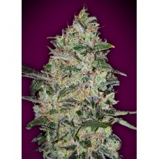 Bubble Gum FAST Feminised Seeds Bubble Gum FAST Feminised Seeds