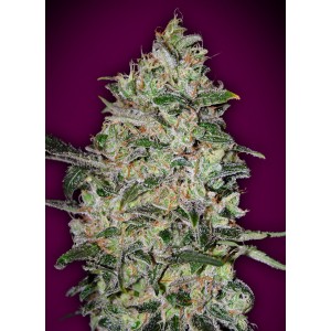Bubble Gum FAST Feminised Seeds Bubble Gum FAST Feminised Seeds