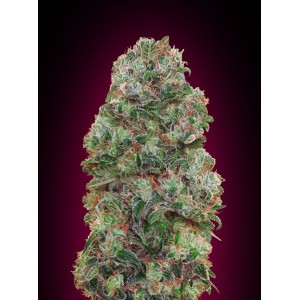 Bubble Gum Feminised Seeds