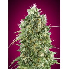 Bubble Gum CBD Feminised Seeds Bubble Gum CBD Feminised Seeds