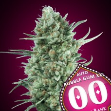 Bubble Gum XXL Auto Feminised Seeds Bubble Gum XXL Auto Feminised Seeds