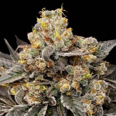Biscotti Zkittlez Feminised Seeds Biscotti Zkittlez Feminised Seeds