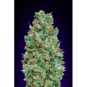 Blueberry Auto Feminised Seeds Blueberry Auto Feminised Seeds