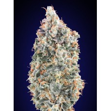Blueberry FAST Feminised Seeds Blueberry FAST Feminised Seeds