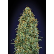 Blueberry Feminised Seeds Blueberry Feminised Seeds