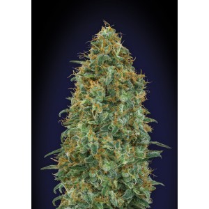 Blueberry Feminised Seeds Blueberry Feminised Seeds