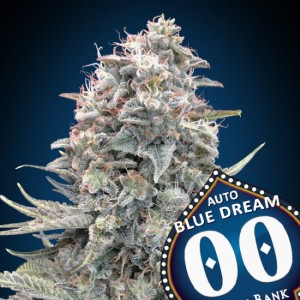 Blue Dream Auto Feminised Seeds Blue Dream Auto Feminised Seeds