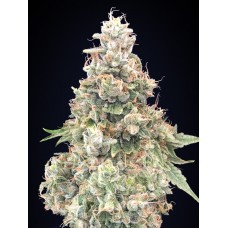 California Kush FAST Feminised Seeds California Kush FAST Feminised Seeds