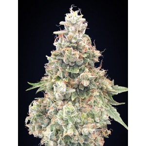 California Kush FAST Feminised Seeds California Kush FAST Feminised Seeds