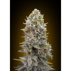 Cheese Berry Auto Feminised Seeds Cheese Berry Auto Feminised Seeds