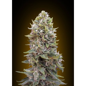 Cheese Berry Auto Feminised Seeds Cheese Berry Auto Feminised Seeds