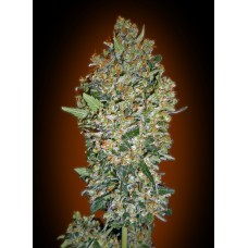 Cheese Berry Feminised Seeds Cheese Berry Feminised Seeds