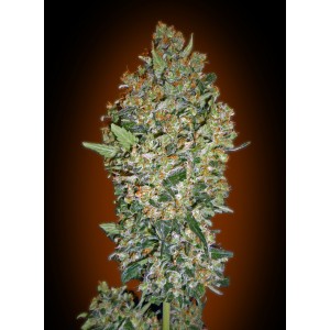 Cheese Berry Feminised Seeds Cheese Berry Feminised Seeds