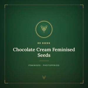 Chocolate Cream Feminised Seeds Chocolate Cream Feminised Seeds