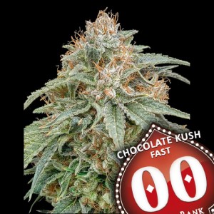 Chocolate Kush FAST Feminised Seeds Chocolate Kush FAST Feminised Seeds
