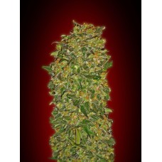 Chocolate Kush Feminised Seeds Chocolate Kush Feminised Seeds