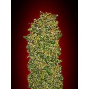 Chocolate Kush Feminised Seeds Chocolate Kush Feminised Seeds
