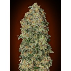 Chocolate Skunk Auto Feminised Seeds Chocolate Skunk Auto Feminised Seeds