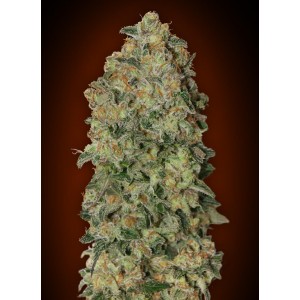 Chocolate Skunk Auto Feminised Seeds Chocolate Skunk Auto Feminised Seeds
