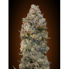 Chocolate Skunk Feminised Seeds Chocolate Skunk Feminised Seeds