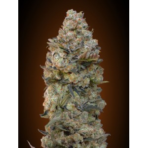 Chocolate Skunk Feminised Seeds Chocolate Skunk Feminised Seeds